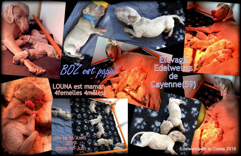 Edelweims De Cayenne - Louna et Boz parents de 8bb le 16 Avril, certains sont dispo!