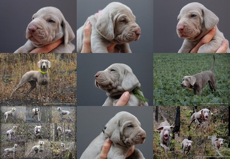 naissances des chiots de louna et boz née le 26.04.2020