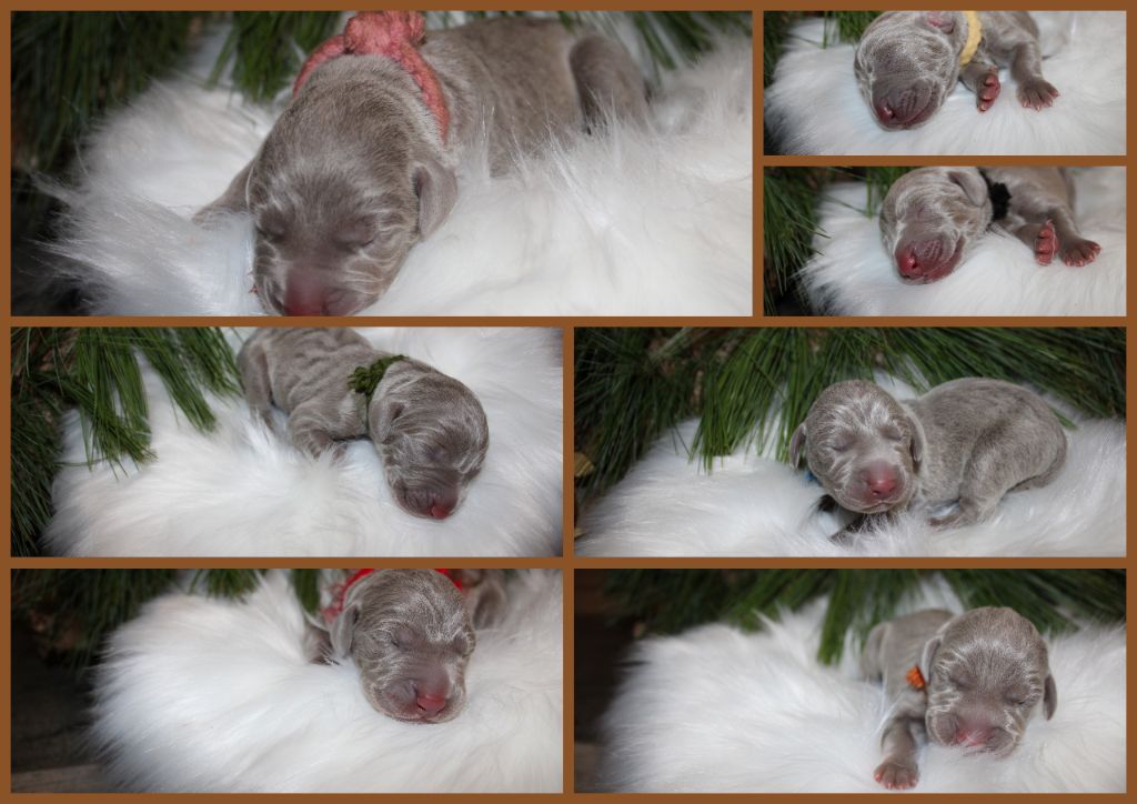 Edelweims De Cayenne - jenny et jason sont les heureux parents de 7 petites merveilles