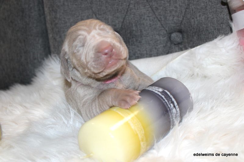 chiot louna et jason