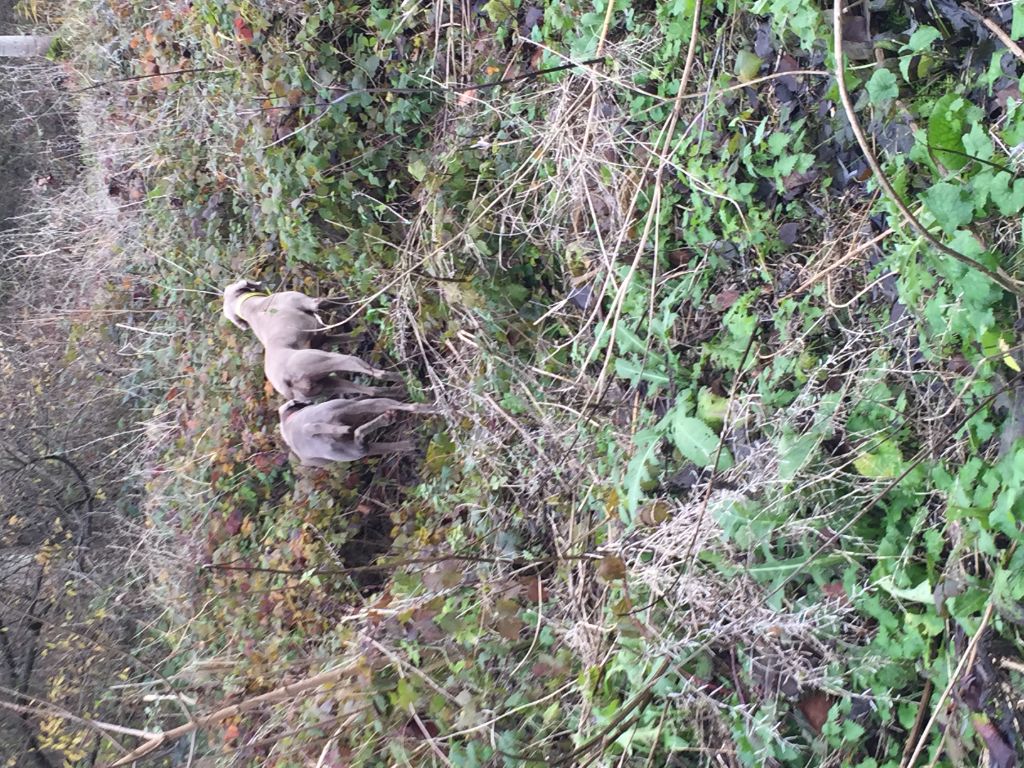 chasse 2019